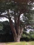 yew Tree
